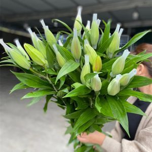 Ly Kép Aisha – Trắng 5 tai