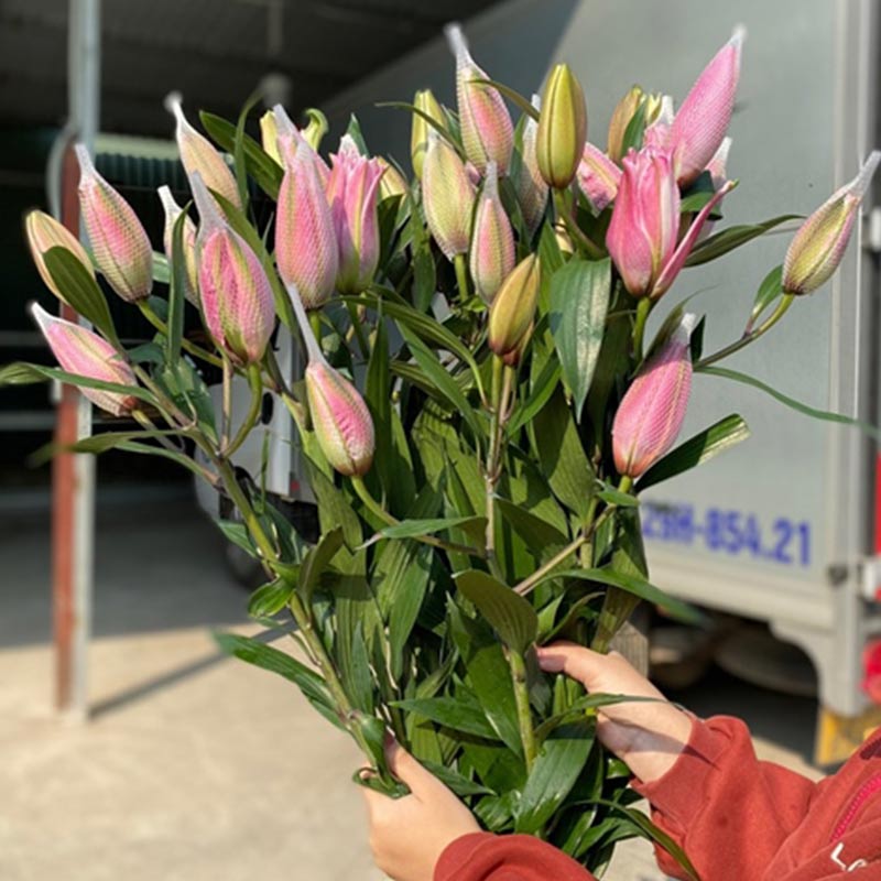 Ly Kép Hồng Isabella 3 Tai