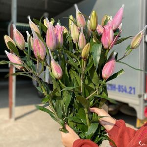 Ly Kép Hồng Isabella 3 Tai