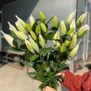 Ly Kép Trắng Aisha 3 Tai