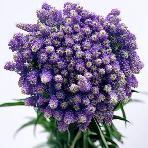 Mã Ngọc Tím