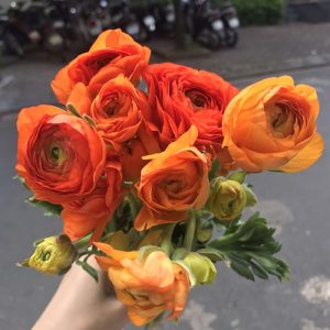 Mao Lương – Cam
