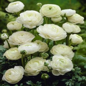 Mao Lương – Trắng
