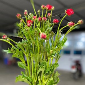 Mao Lương Cánh Bướm Đỏ