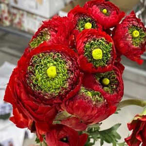 Mao Lương Cánh Xoăn  Đỏ