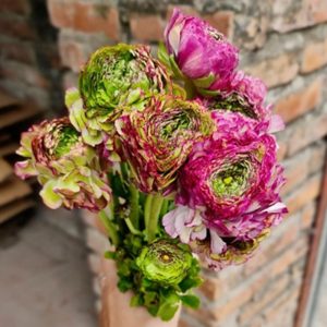 Mao Lương Cánh Xoăn  Tím