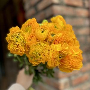 Mao Lương Cánh Xoăn  Vàng