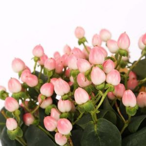 Mắt Ngọc – Hồng A