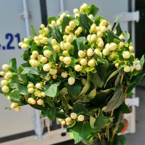 Mắt Ngọc – Trắng A