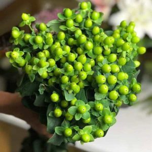 Mắt Ngọc – Xanh A