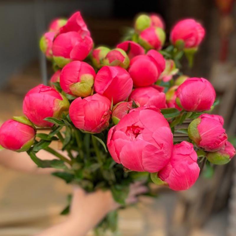 Mẫu Đơn Cam Đào