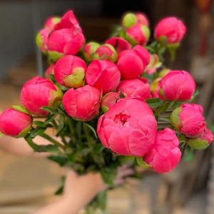 Mẫu Đơn Cam Đào