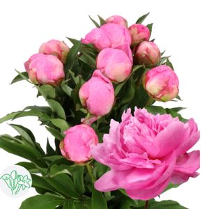 Mẫu Đơn Hồng