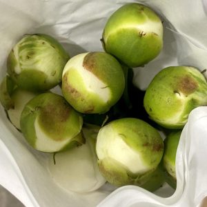 Mẫu Đơn Trắng