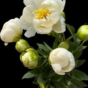 Mẫu Đơn Trắng Paeonia G Birdal Shower