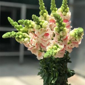 Mõm Sói Hỷ A
