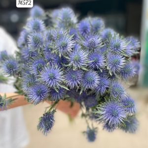 Nhím To – Eryngium Supernova