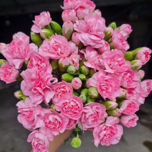 Phăng Chùm Hồng A