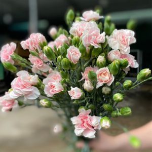 Phăng Chùm Hồng Nhạt Thái Tử A