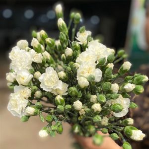 Phăng Chùm Trắng A