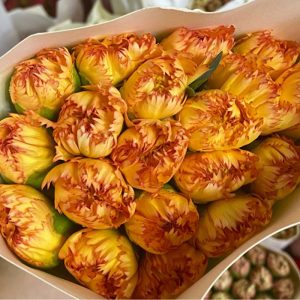 Phăng Đơn Cam A