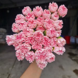 Phăng Đơn Hồng A