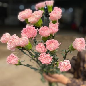 Phăng Đơn Kem Dâu A