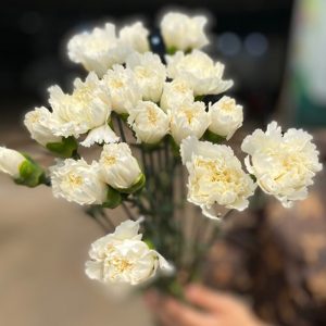 Phăng Đơn Trắng A