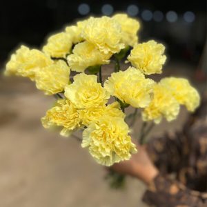 Phăng Đơn Vàng A