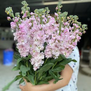 Phi Yến –  Hồng A