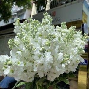 Phi Yến – Trắng A
