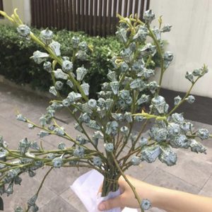 Quả Ô Mai