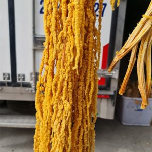 Rền Rủ – Cam Khô A