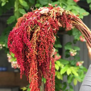 Rền Rủ – Đỏ A