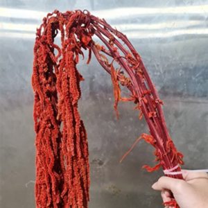 Rền rủ – Đỏ khô