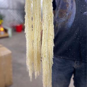 Rền Rủ – Trắng Khô A