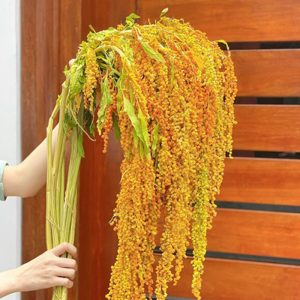 Rền Rủ – Vàng A
