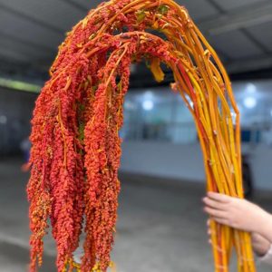 Rền Rủ Cam A