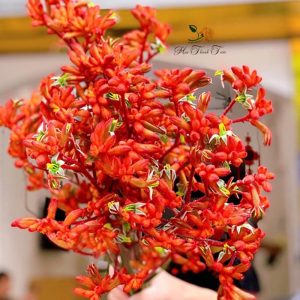 Sừng Hươu – Đỏ A