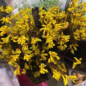 Sừng Hươu – Vàng A