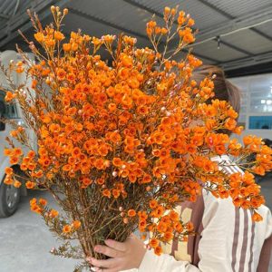 Thanh Liễu – Cam A