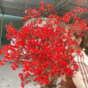 Thanh Liễu – Đỏ A