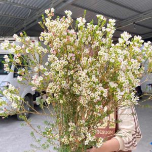 Thanh Liễu – Trắng A