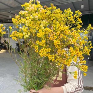 Thanh Liễu – Vàng A