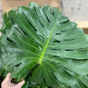 Trầu Bà (Lá xẻ)