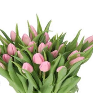 Tulip Aafke Hồng Nhạt 436
