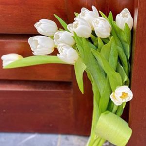 Tulip Antarctica Trắng 309