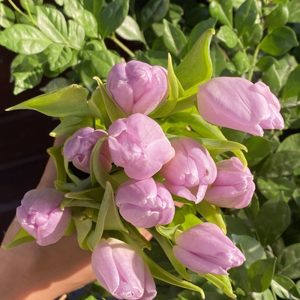 Tulip Candy Prince 467 Tím phớt nhạt