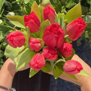 Tulip Curry – TLĐ đỏ