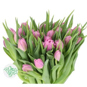 Tulip Double Double Price Kép Tím Nhạt 382